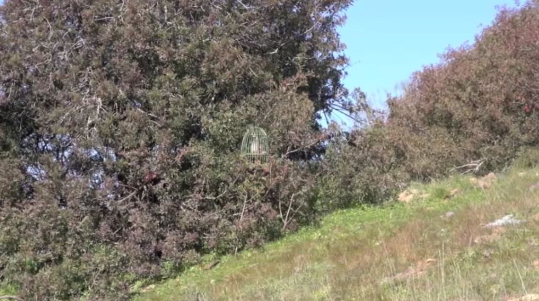 Caza de perdiz con reclamo