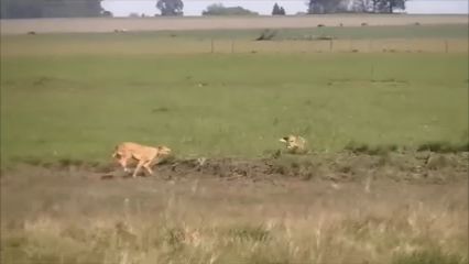 Caza de liebre con galgos